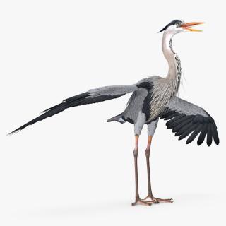 Grey Heron Rigged 3D