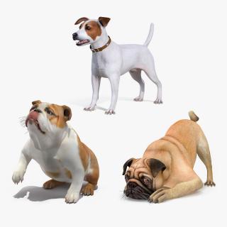 3D Rigged Small Dogs Collection model