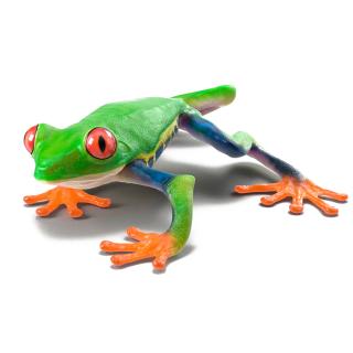 Red Eyed Tree Frog Realistic Rigged for Maya 3D model