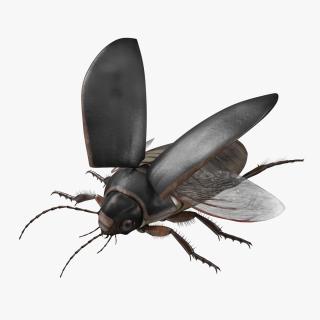 3D Screech Beetle Black Rigged for Maya