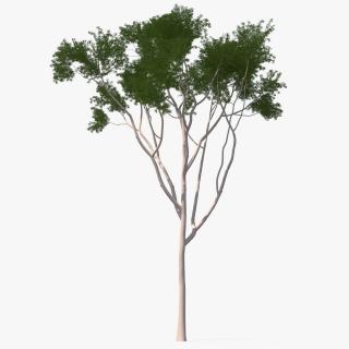 3D model Eucalyptus Tree