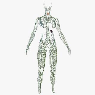 3D Female Lymphatic System Anatomy