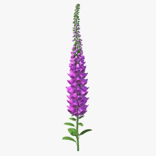 3D Pink Foxglove model