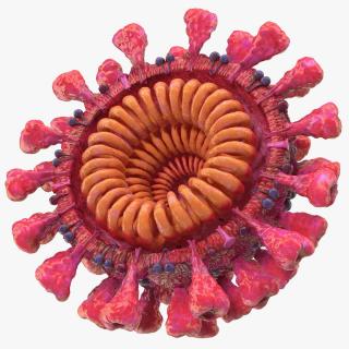 3D Coronavirus 2019-nCoV SARS-CoV-2 Cross Section