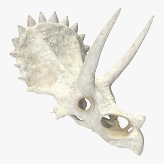 Triceratops Skull Part 3D