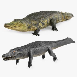 3D Crocodiles Collection