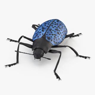 3D Blue Fungus Beetle Insect Fur Rigged