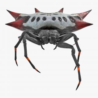 3D Gasteracantha Spider Walking Pose model