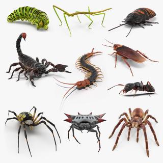 Creeping Insects Collection 4 3D model