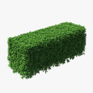 3D Boxwood Hedge model