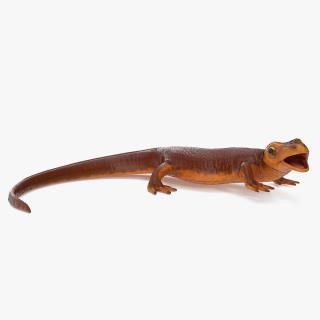 3D Orange-bellied Newt Rigged