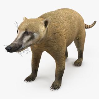 3D model Mountain Coati Basic Pose