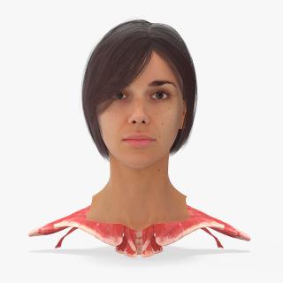 3D Female Head Realistic Anatomy 2