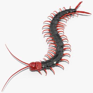 Scolopendra Subspinipes Mutilans Rigged 3D model