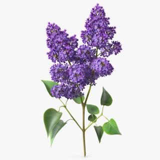 3D model Lilac Syringa Branch