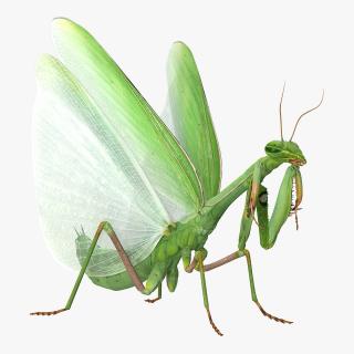 3D model European Mantis Wings Open with Fur