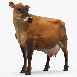 Channel Island Cow Brown 3D model