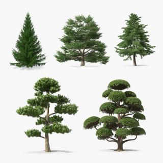 3D Evergreen Trees Collection 2 model