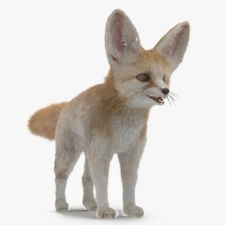 Fennec Fox Fur 3D model