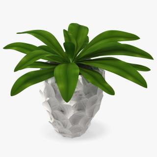 Cordyline Glauca in Modern Flower Pot 3D