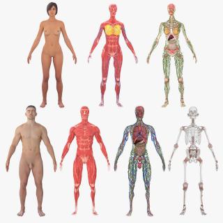 3D Realistic Full Body Anatomy Collection model