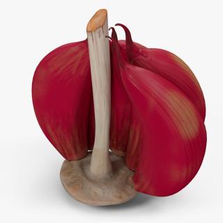 3D Half Head of Garlic Red model