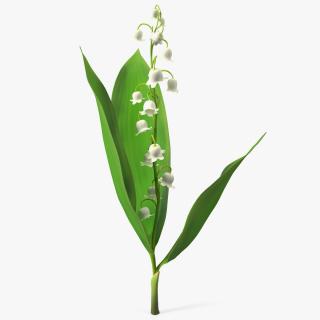 3D model Lily of the Valley Branch