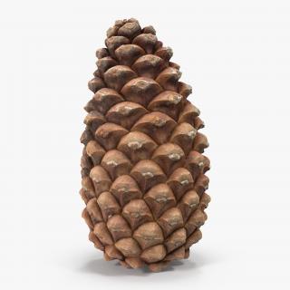 3D Closed Pine Cone