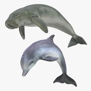 3D model Marine Mammals Collection