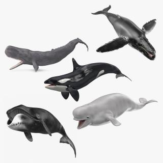 Whales Collection 3 3D model