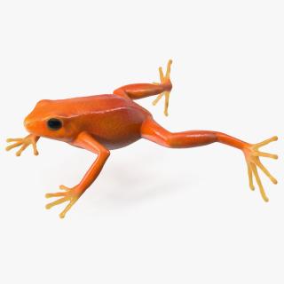 3D Realistic Golden Frog