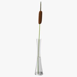 Typha Latifolia in Glass Vase 3D model