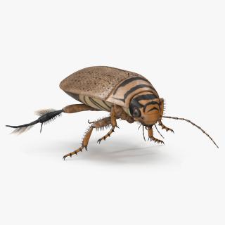 Aquatic Beetle Beige Floating 3D model