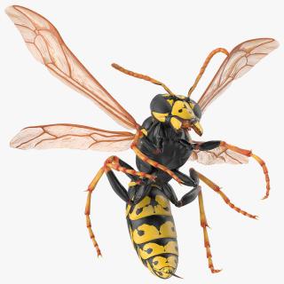 Wasp Attacking Pose 3D model