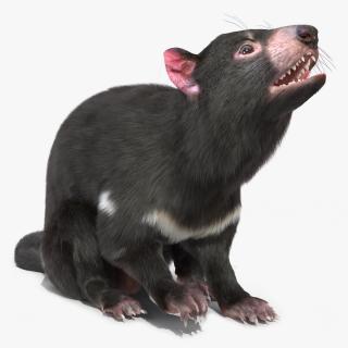 3D Tasmanian Devil Fur Rigged