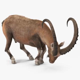 Alpine Ibex with Large Horns Fur 2 3D model