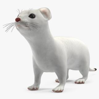 3D Ermine Winter Coat model