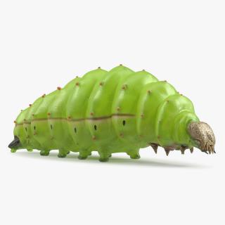 Silkworm Green Rigged for Cinema 4D 2 3D