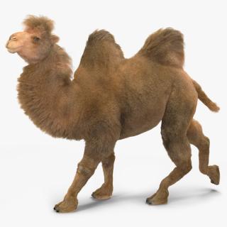 3D model Bactrian Camel Fur Rigged