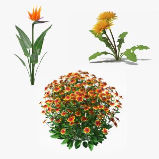 Flowering Plants Collection 3D