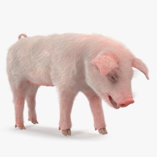 Pig Piglet Landrace with Fur Standing Pose 3D