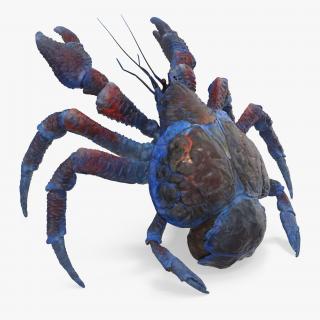 Coconut Crab Rigged 3D model