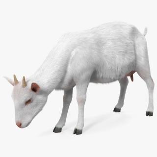 Domestic Goat Eating Pose Fur 3D model