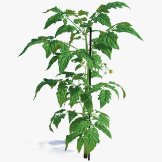 3D Green Stem and Tomato Leaves model