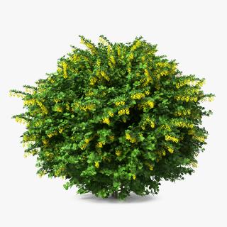 Berberis Shrub with Flowers 3D