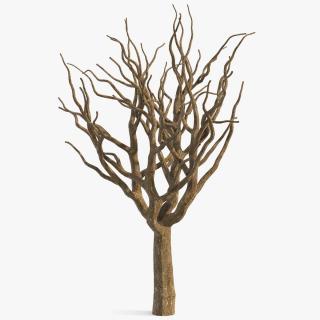 3D model Pistachio Tree Trunk