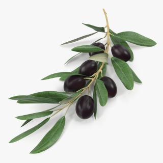 3D Olive Branch with Black Olives Lying