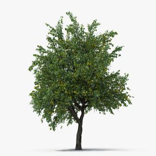 3D model Pear Tree with Pears