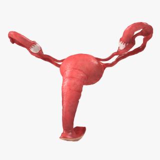 Uterus Anatomy 3D model