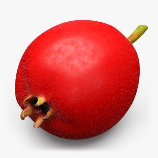 3D Hawthorn Berry Fur model